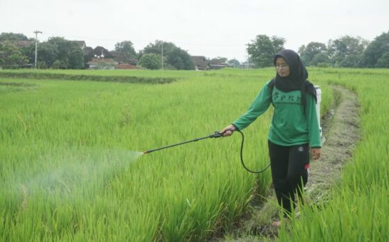 Afriana Putri Chajatiningrum, 21, petani muda di Klaten, Jawa Tengah saat menyemprotkan pupuk cair organik di lahan pertanian yang dikembangkan untuk budi daya beras merah waangi